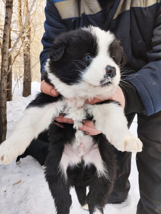 Отдам в добрые руки