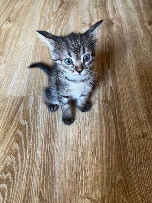 Uyda osgan va yaxshi sherik