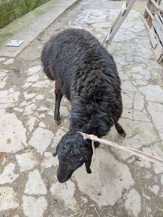 Бараны 4 штуки, стоимость за килограмм 82 000 сум