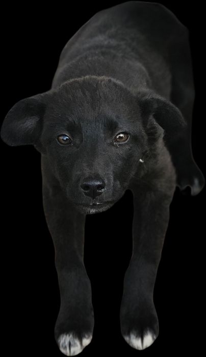 Отдам щенка в хорошие руки