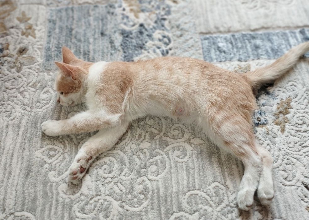 Пожалуйста умоляю вас верните нам нашу кошечку мы очень по ней скучаем