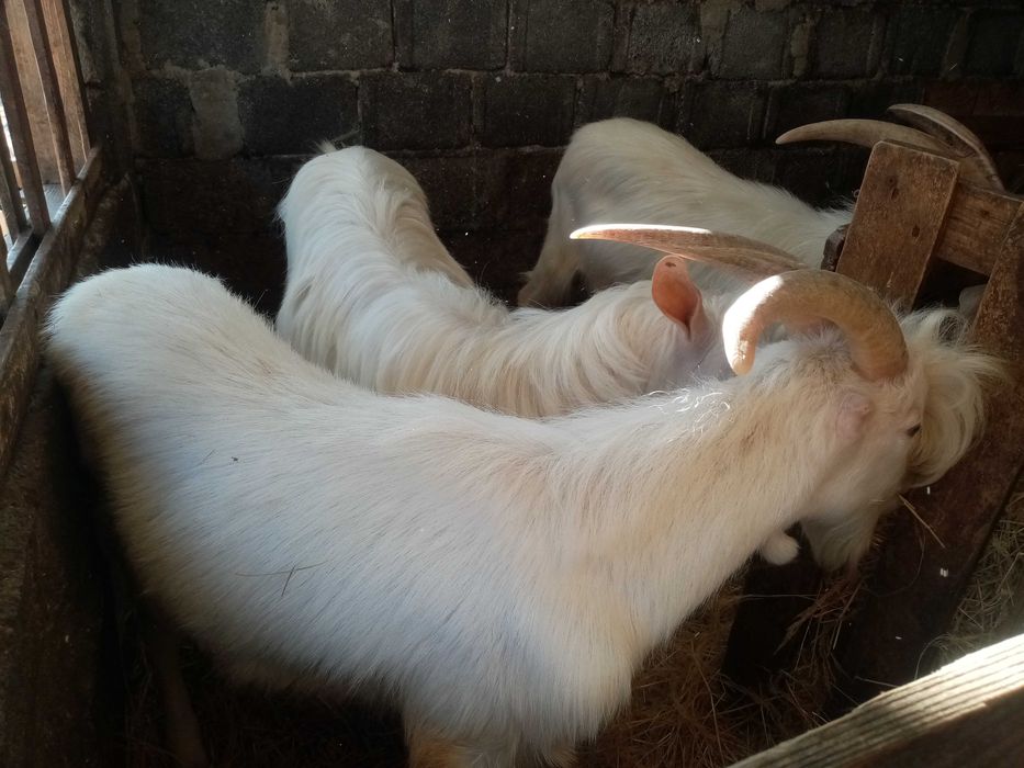 Vand tapisori de 1an