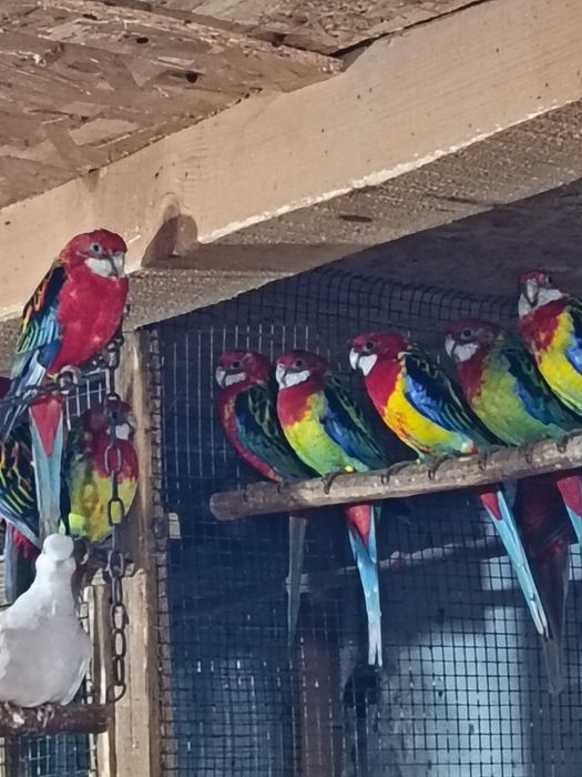 Papagalul rosella de vânzare