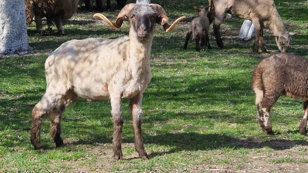 Berbeci si oi cu miei de vânzare