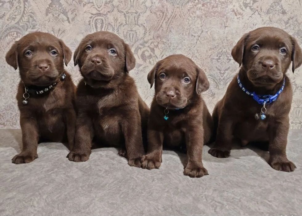 Продаются щенки лабрадора