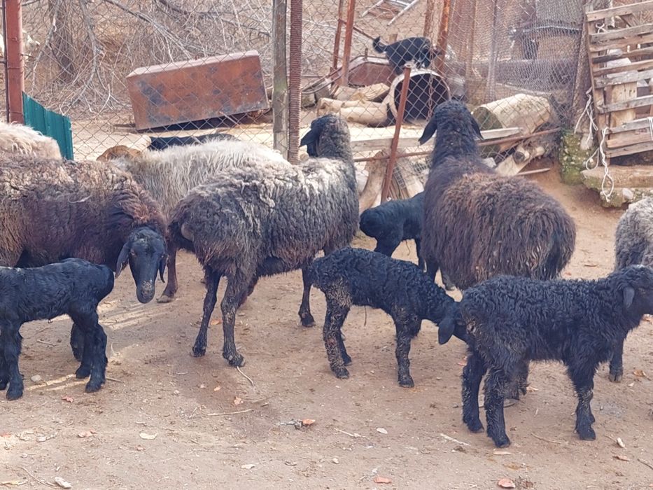 Жас ірі денелі қисары қозылы қойлар сатылады