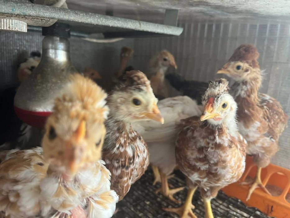 Pui Motati Golasi talie mare