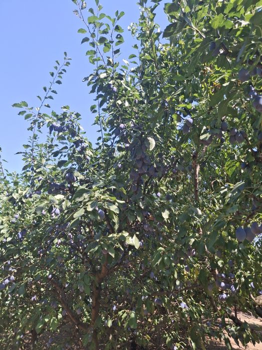 Prune sanatoase pentru consum gem compot si borhot
