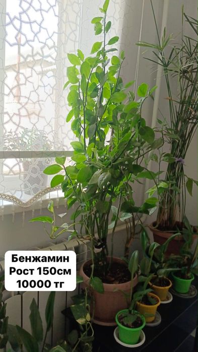 Цветы, домашные