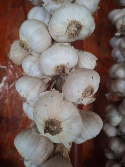 Vând usturoi  românesc