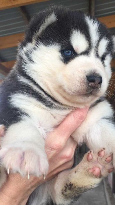 Мальчик хаски очень красивый