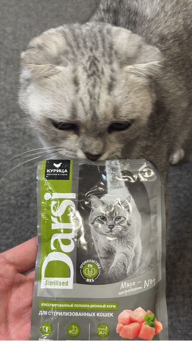 Отдам кошку в добрые руки