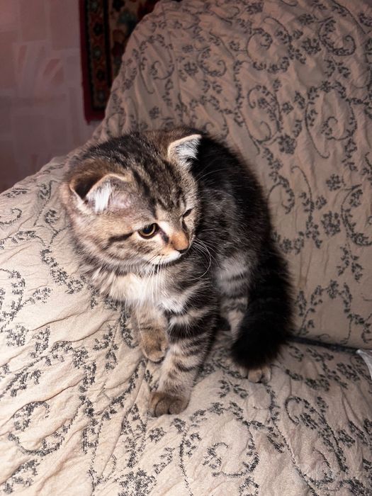 Котенок  породистый