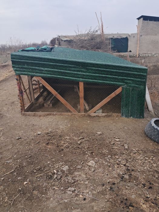 Tovuq uchun katak sotiladi