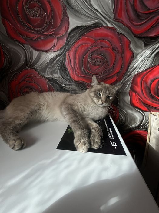 Пропал кот, сиамский