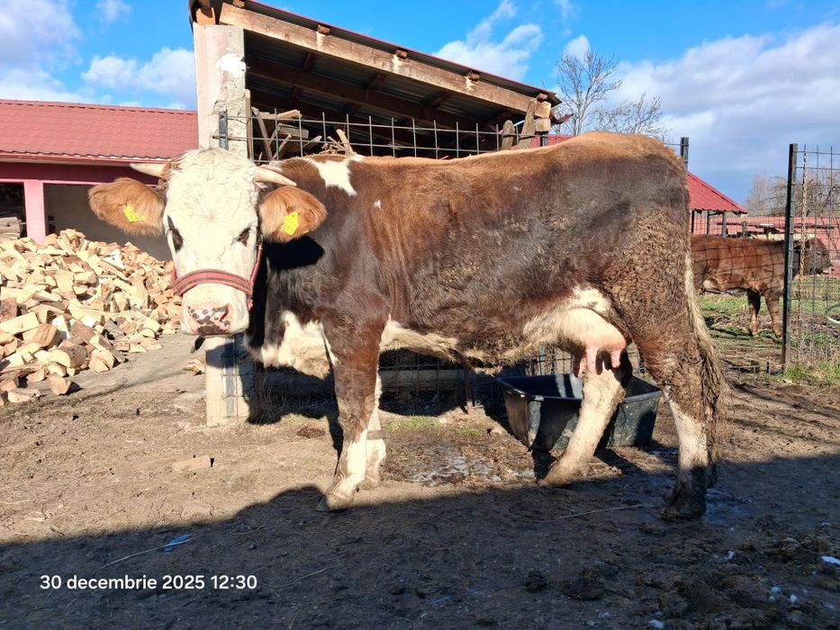 Vaca metis Baltata Romaneasca