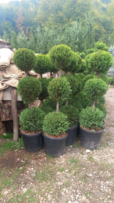 Mesteacăn tei leylandy pom pon spirale catalpa