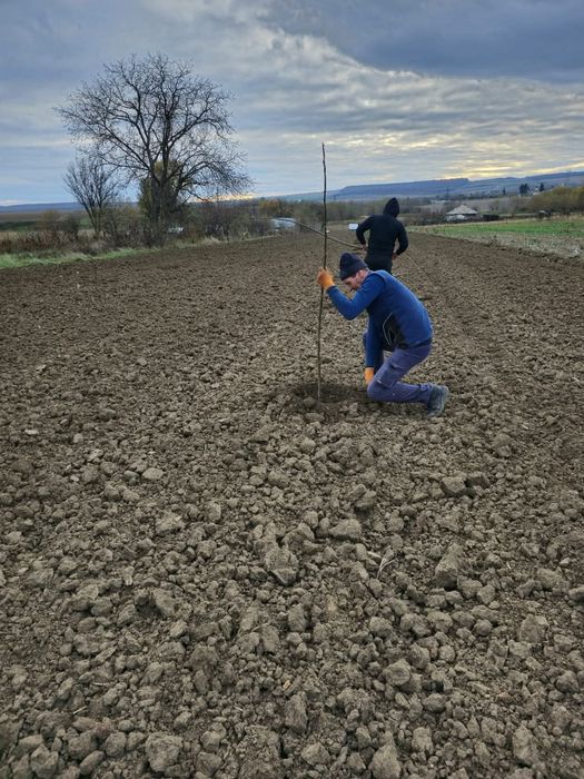 Infiintam livezi alun nuc pomi fructiferi plantare completa