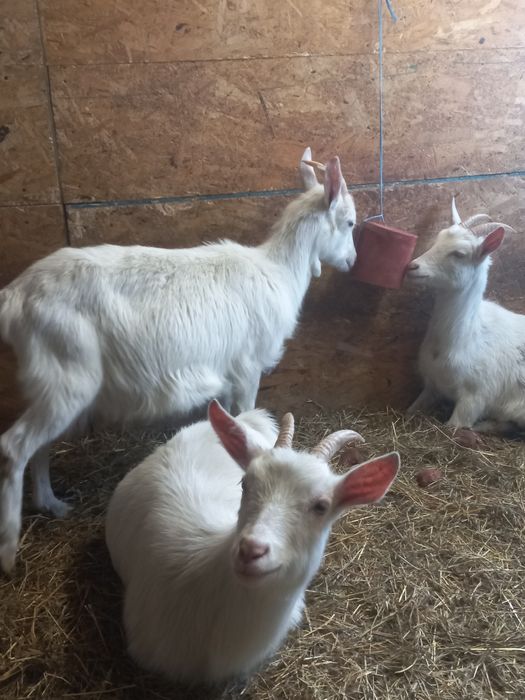 Ieduțe saanen și metis saanen din aprilie 2024, din mame cu mult lapte