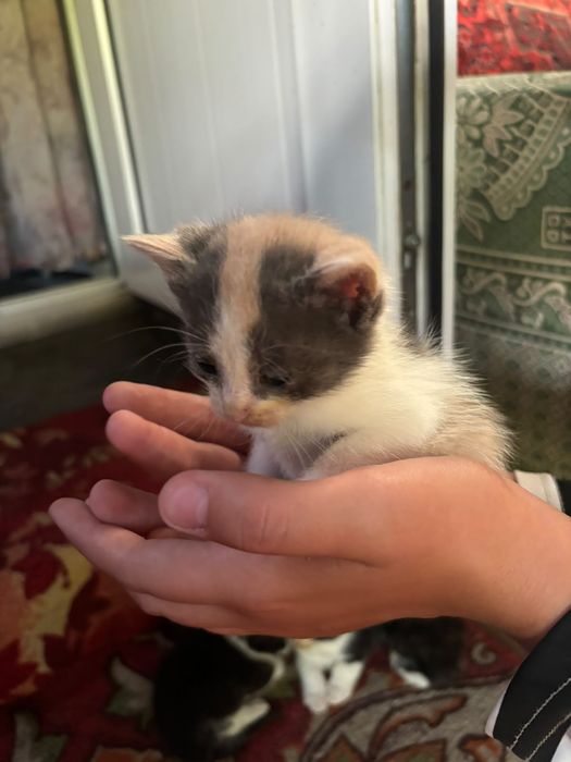 отдам котят в добрые руки