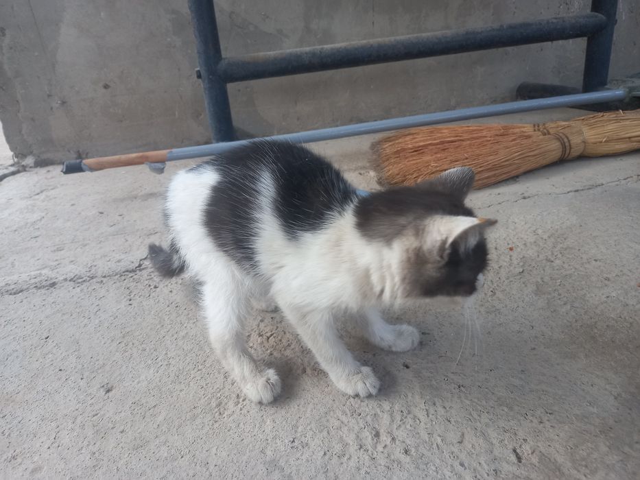Котёнок бесплатно