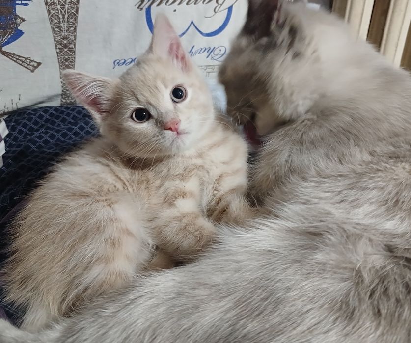 Отдам котят в добрые руки