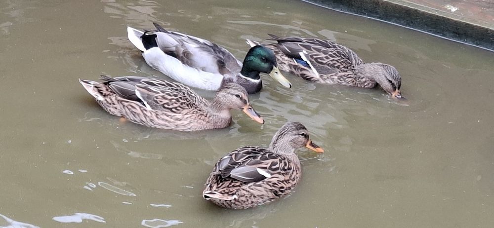 Rate salbatice 2025 inelate