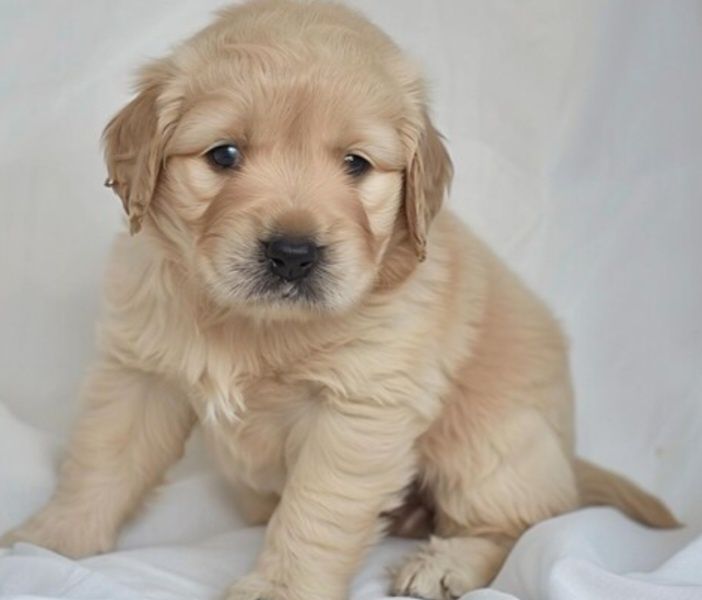 Ursuleț pufos Golden Retriever își caută familia