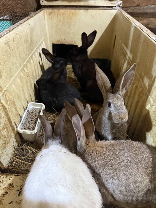 Крольчата             .