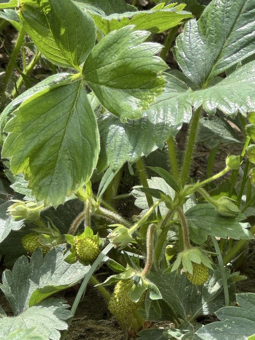 Сажонцы , отроски прямо с огорода