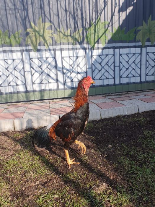 Петух дакан для боя