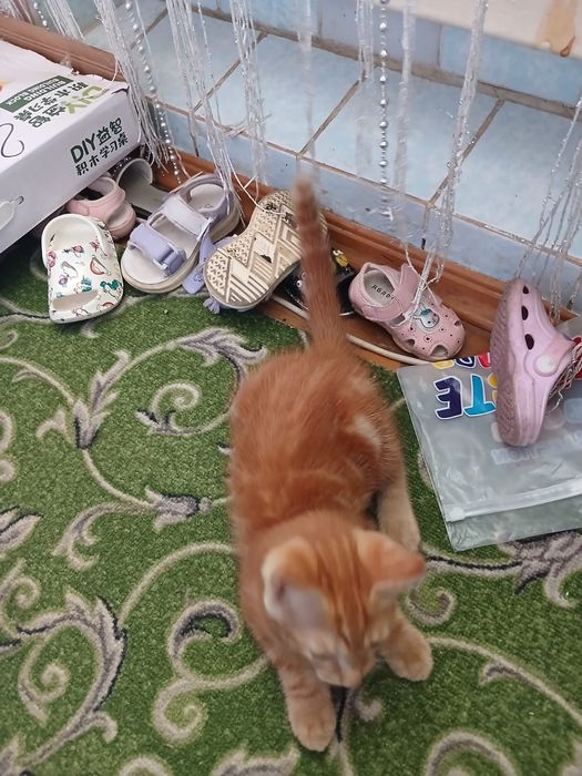 .. Рыжий котёнок..