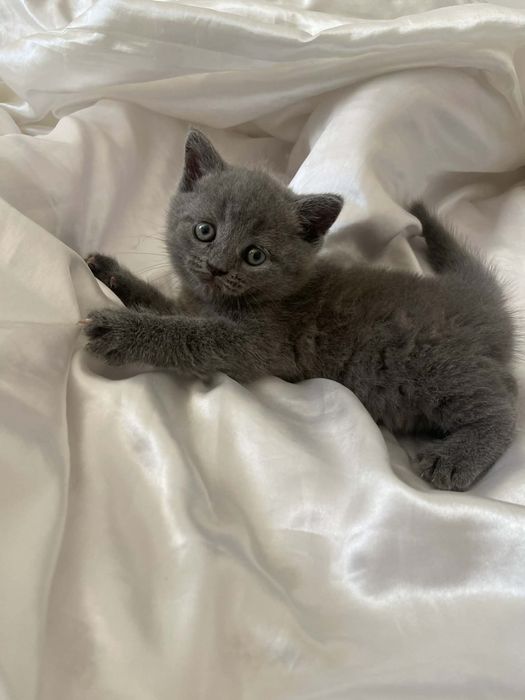 Fetita British Shorthair