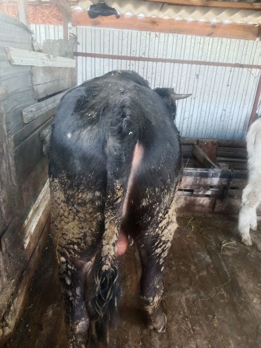 Продам бычка стоит на откорме