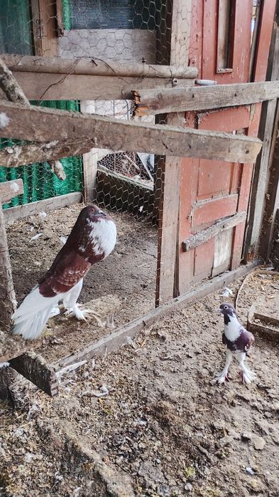 Porumbei gușați de vanzare