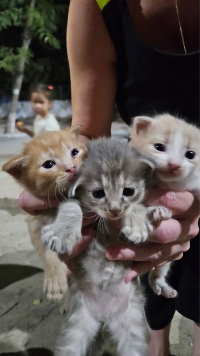 Отдам котят в хорошие руки!