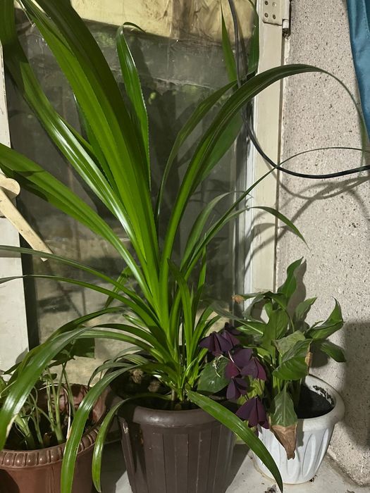 Комнатные растения