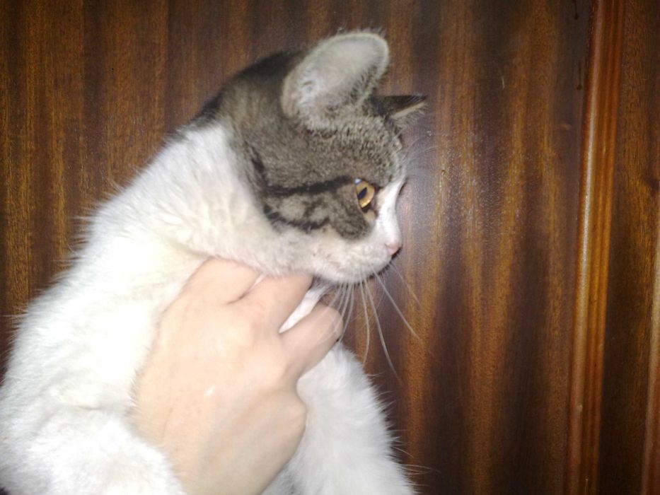 Красивый котик британец, 1 год, плоскомордый.