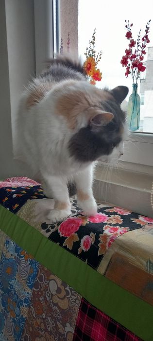 Подарявам тази красавица