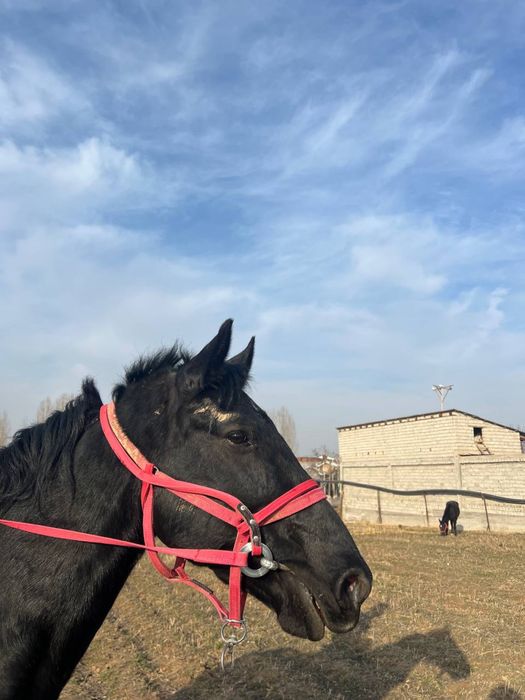 Ot soglom продаётся лошадь