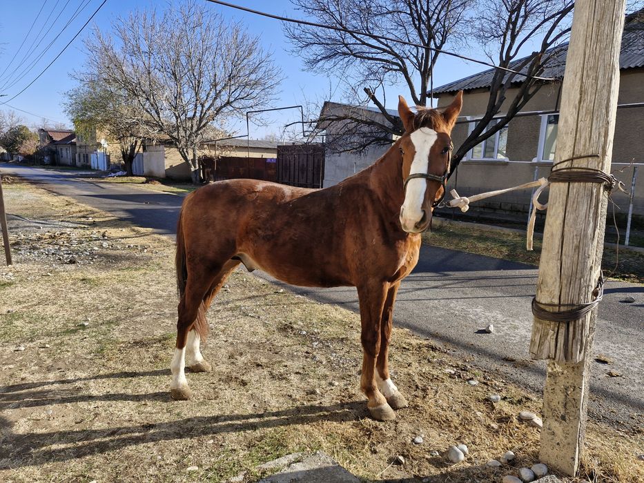 Құнан 2 жасар сатылады