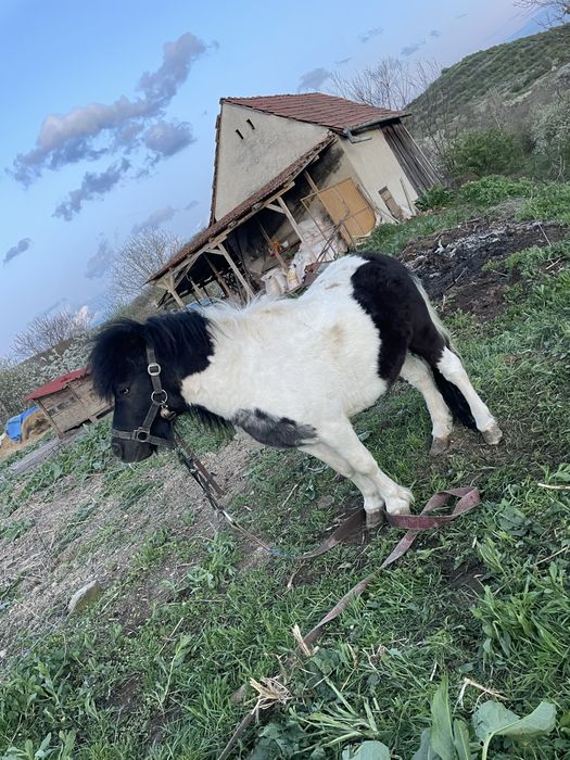 Vand sau schimb,armasar ponei