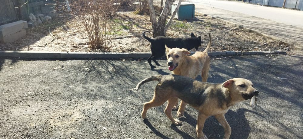 Собаки в хорошие руки