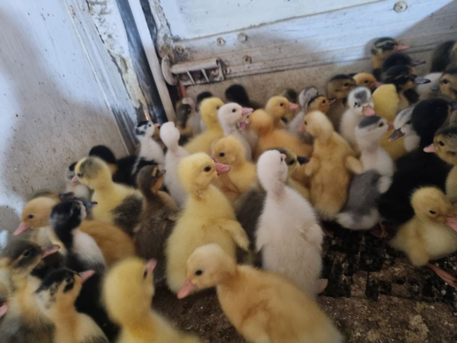 De vânzare boboci de gască &rață