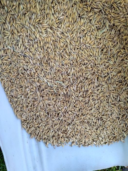 Ovăz selectat pentru semănat