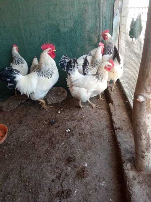 Adler Seribro tovuq tuxumlariga zakaz olamiz