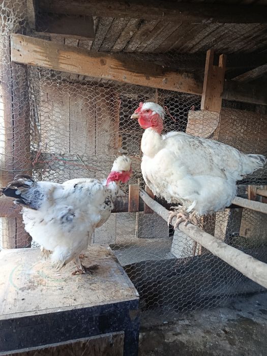 Vând pasari crescute bio de tăiat sau de ținut