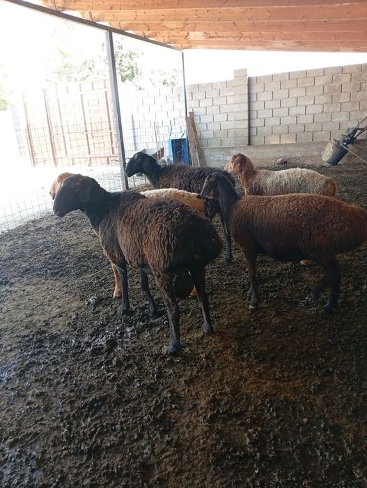 Қойлар сатыладыы