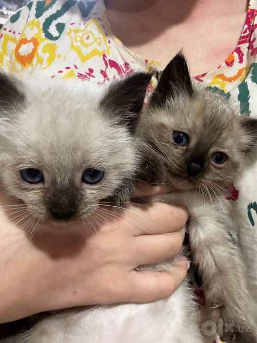 сиамские котята