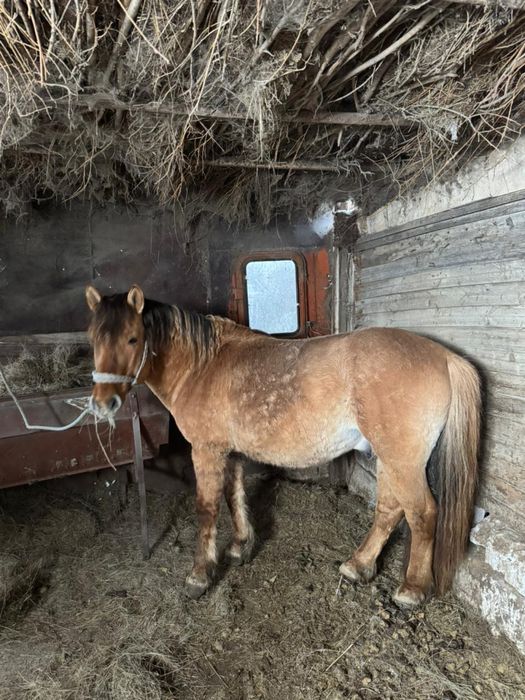 Айғыр сатылады 680.000 тг